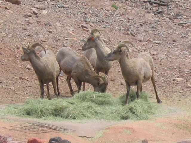 618x457 pixels (206K)